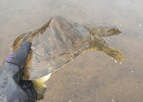 天然すっぽん　捕獲仕掛け　捕獲例：すっぽん、石亀、うなぎ、なまず、エビ、カニ他 天然すっぽん捕獲仕掛け捕獲例：すっぽん、石亀、うなぎ、なまず