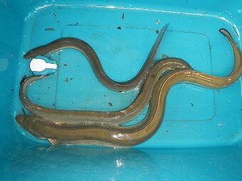 5月6日のうなぎ