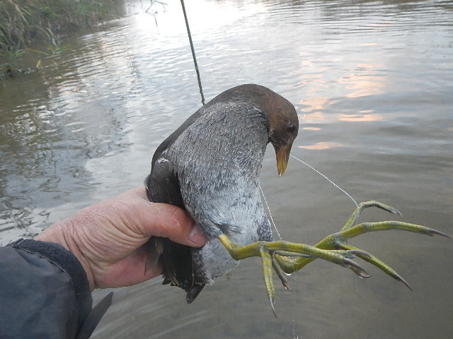 鴨や水鳥 カワウが釣れて 県に聞いてみました 愛知三河の鮎 アマゴ レインボー うなぎ スッポン他