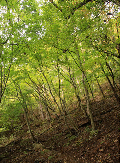 20151018ogiyama-010.jpg