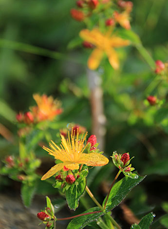 20140803hououhigaeri-015.jpg