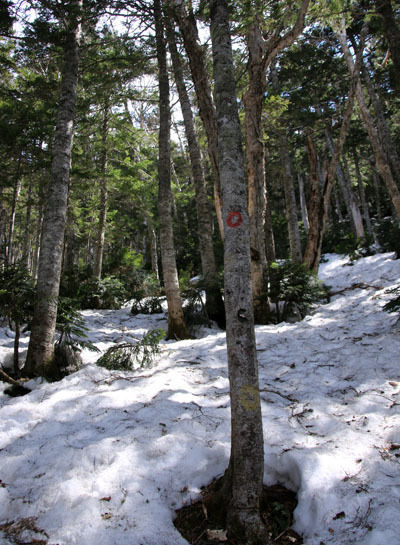 20160429chogatake-022.jpg