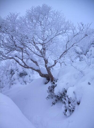 20131221yatugatake-103