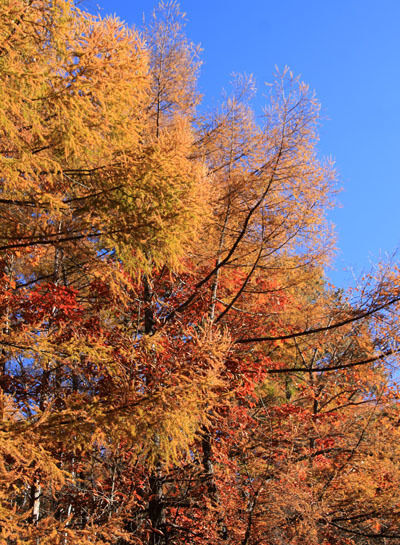 20151024tengu-020.jpg