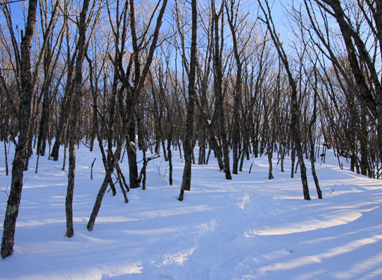 20150124kitayokodake-002.jpg