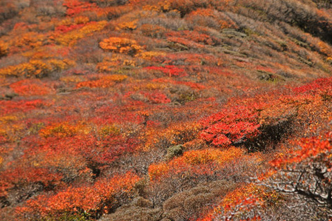 20191101kujyu-029
