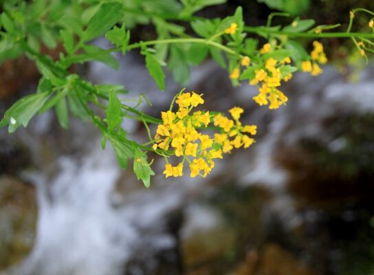 20130727senjyo-012.jpg