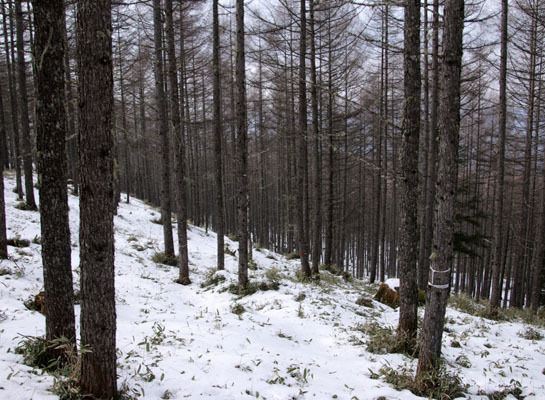 20160227yatugatake-027.jpg