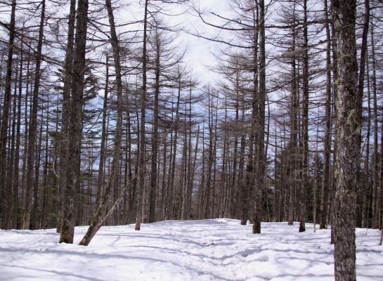20140329tateshinayama-032.jpg