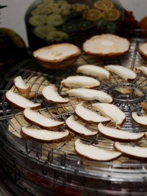 20140813hoshishiitake-004