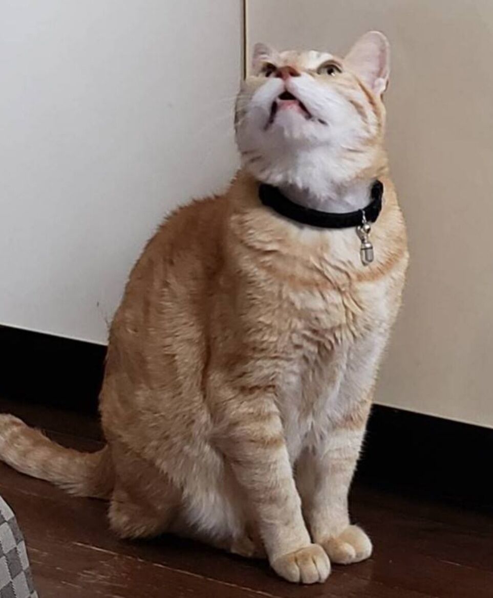 Screenshot_20250615-012010_LINE