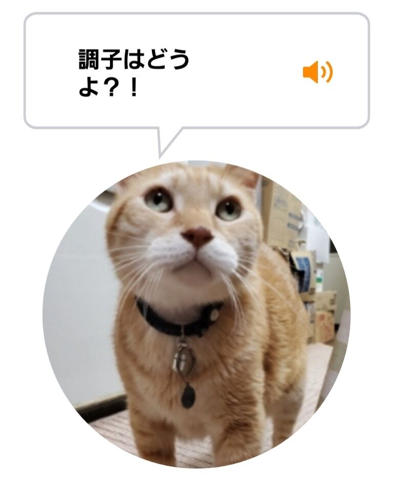 Screenshot_20220206-224630_MeowTalk