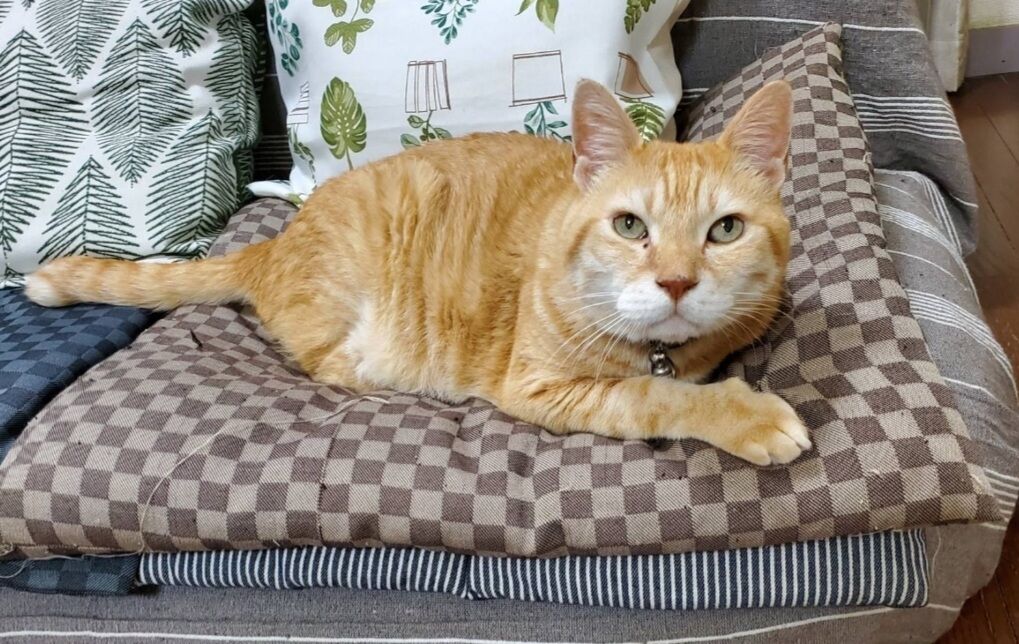 Screenshot_20250112-194131_LINE