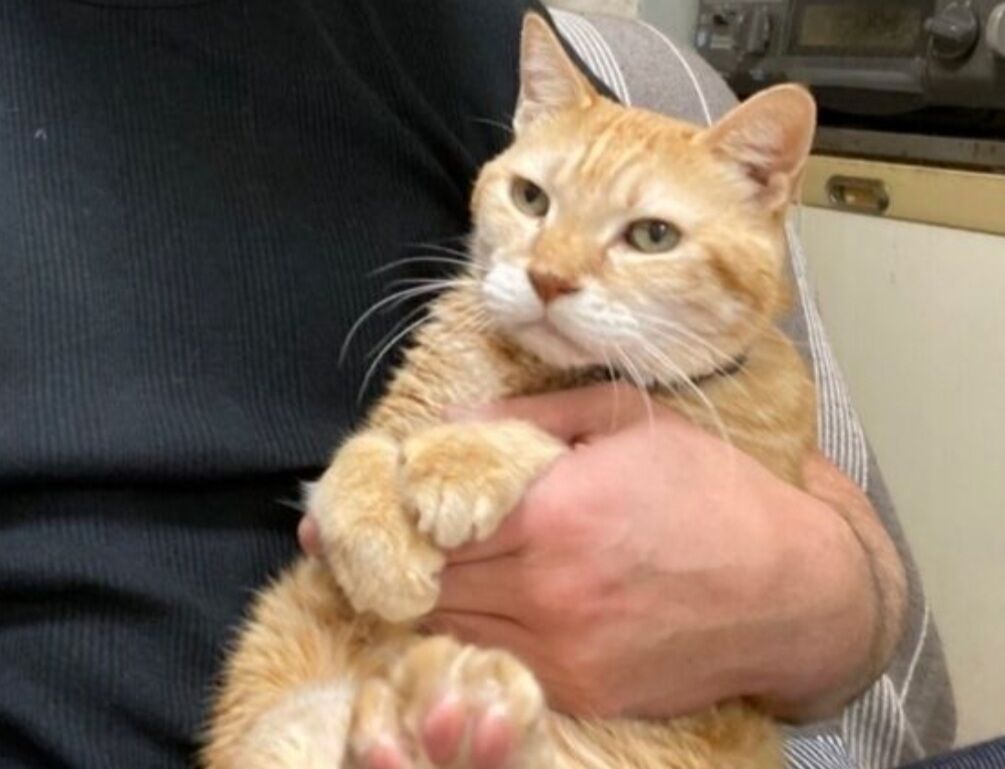 Screenshot_20250321-155824_Internet