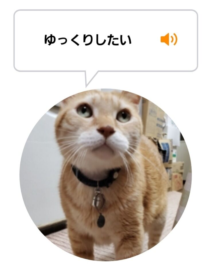 Screenshot_20220305-235141_MeowTalk