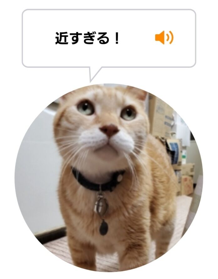 Screenshot_20220327-004847_MeowTalk