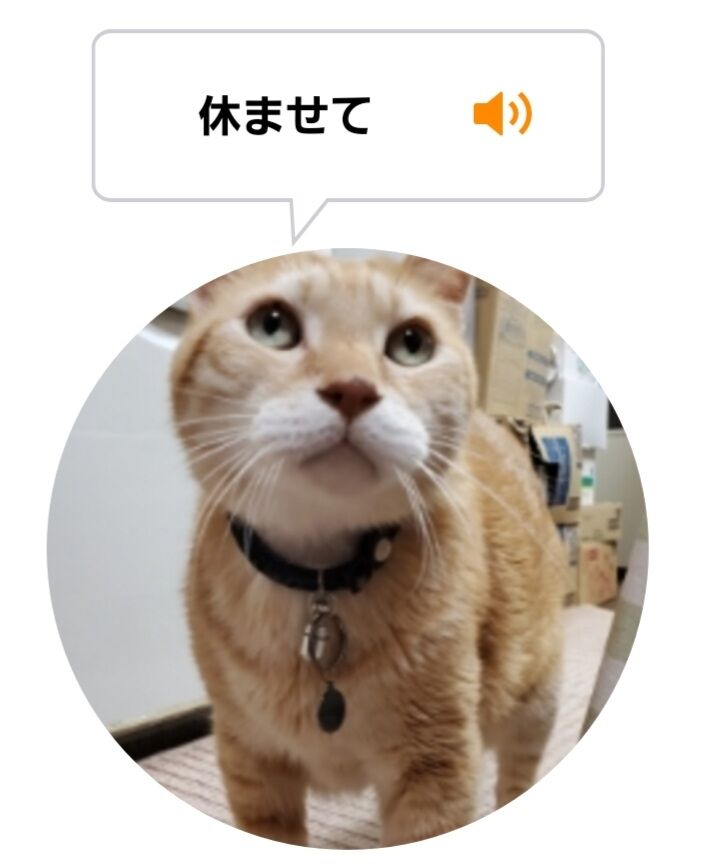 Screenshot_20220524-024530_MeowTalk