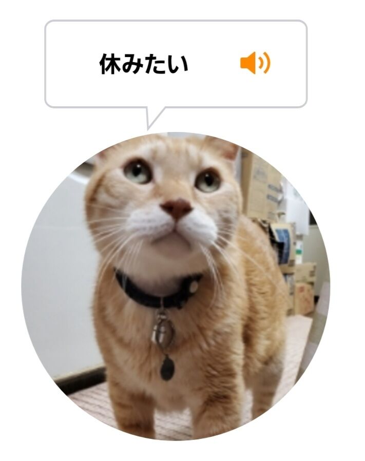 Screenshot_20220627-010444_MeowTalk