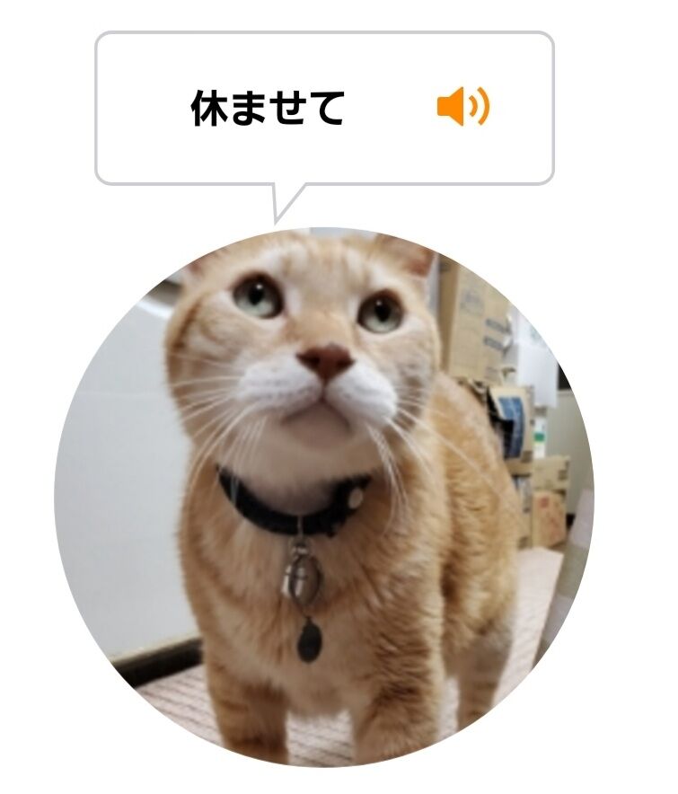 Screenshot_20220305-235116_MeowTalk