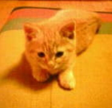 Screenshot_20250603-170933_Chrome