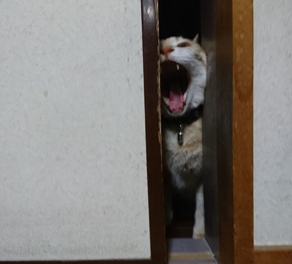 Screenshot_20250315-003128_Internet