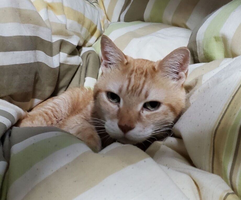 Screenshot_20250508-160822_Internet