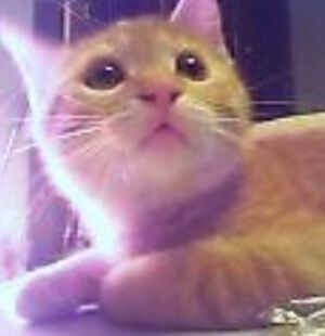 Screenshot_20221211-015726_Internet