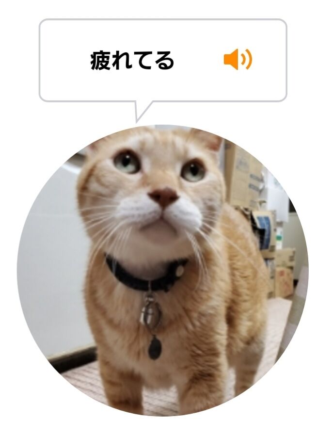 Screenshot_20220524-024601_MeowTalk