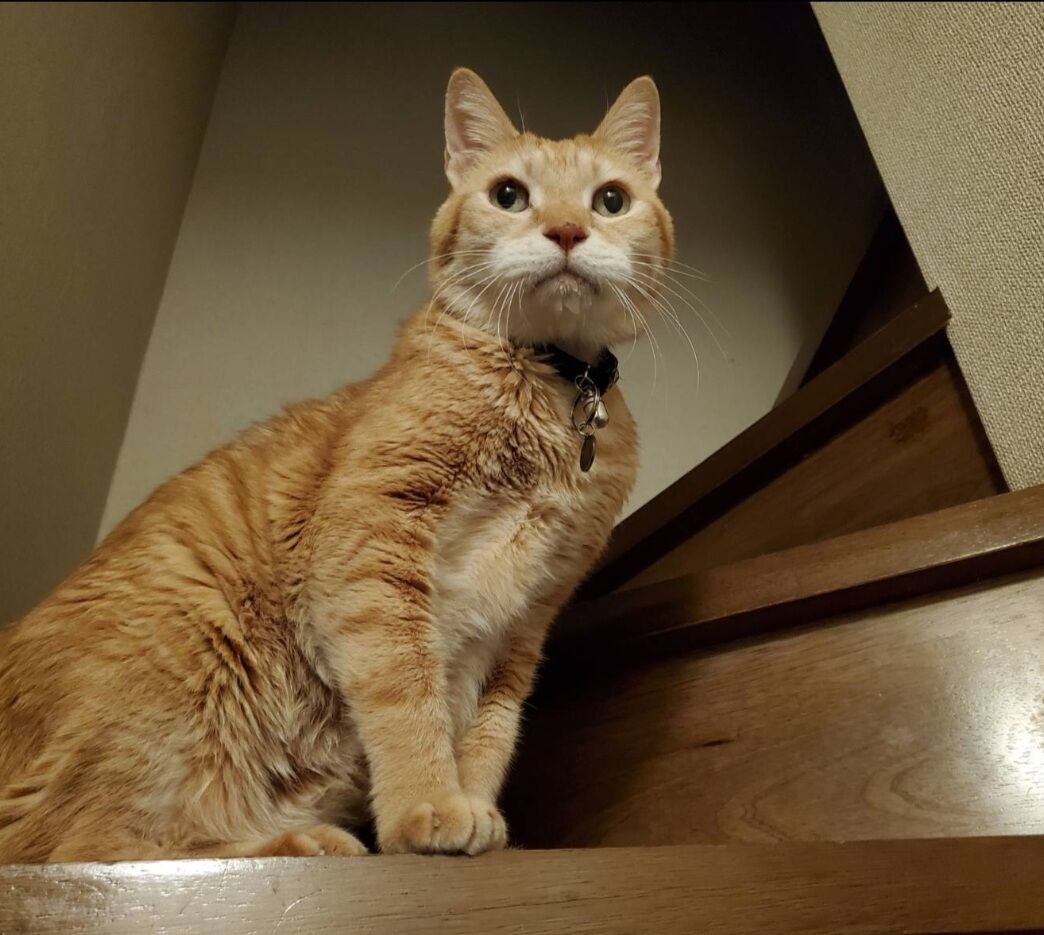 Screenshot_20231112-004015_LINE