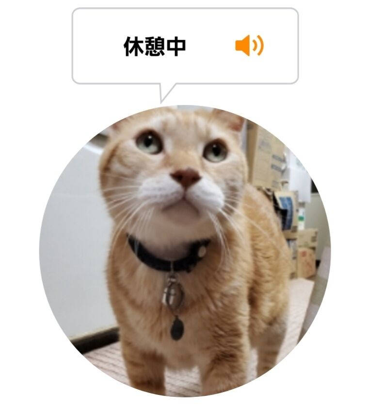 Screenshot_20220725-133341_MeowTalk