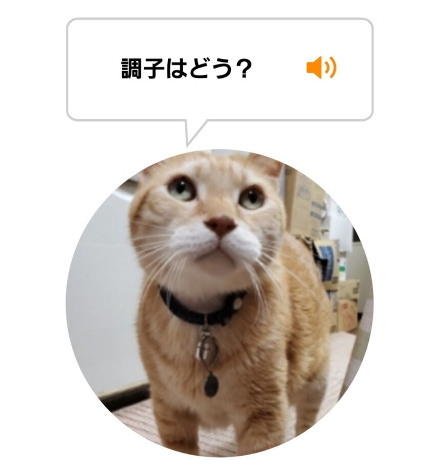 Screenshot_20220202-020311_MeowTalk