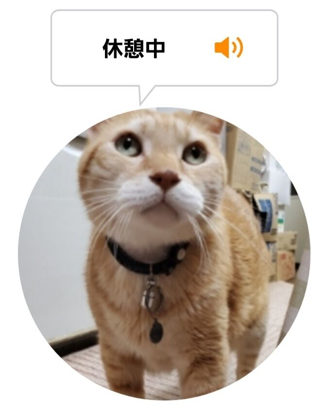Screenshot_20220329-014813_MeowTalk