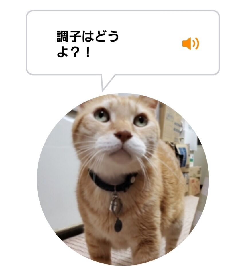 Screenshot_20220425-093755_MeowTalk