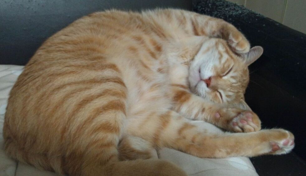 Screenshot_20250202-163849_Internet