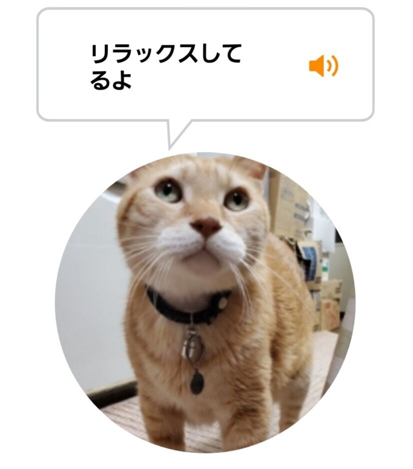 Screenshot_20220223-031117_MeowTalk