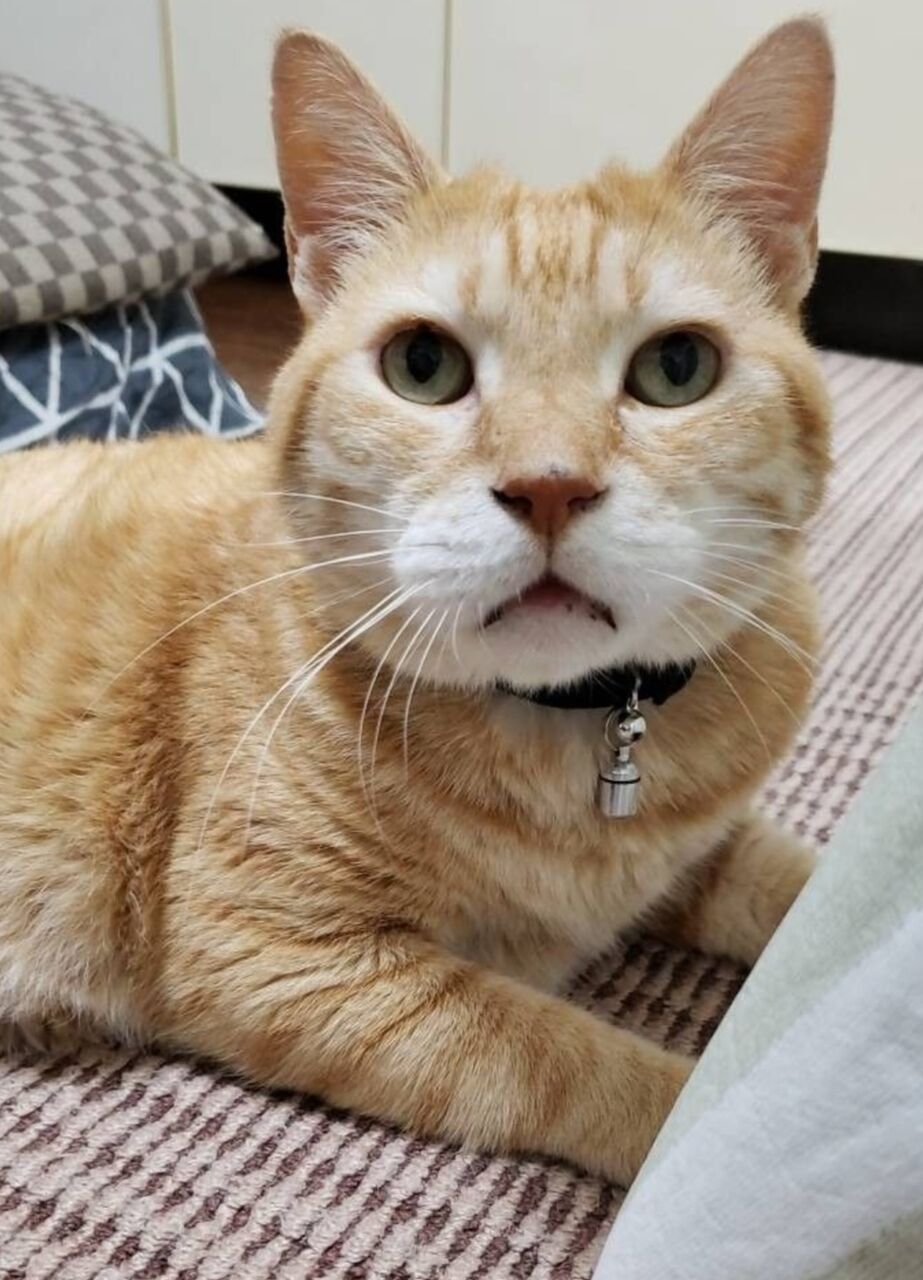 Screenshot_20240608-020528_Internet