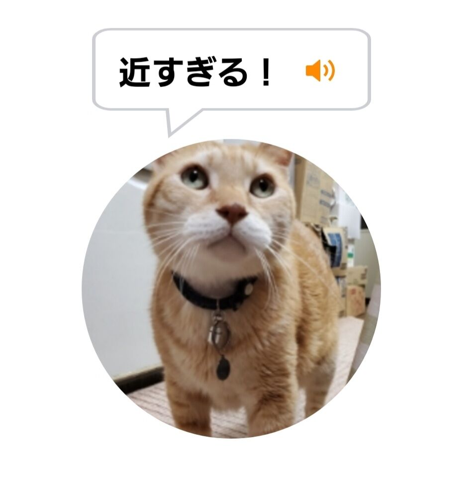 Screenshot_20220102-152337_MeowTalk