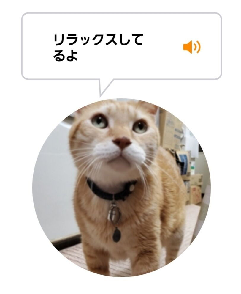 Screenshot_20220621-024921_MeowTalk