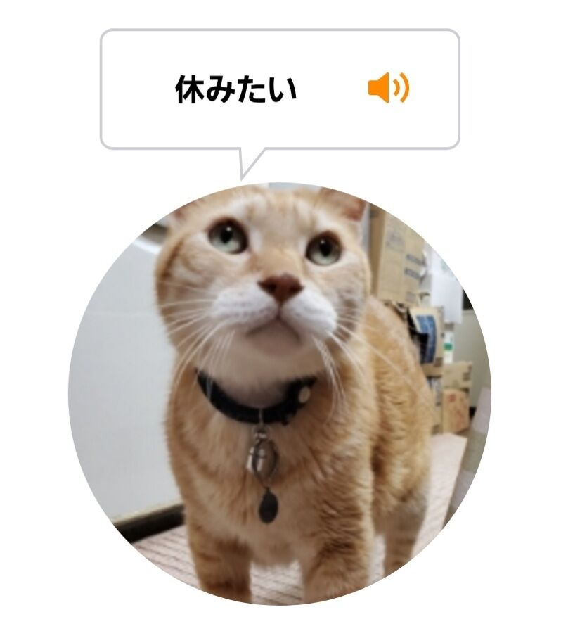 Screenshot_20220209-011012_MeowTalk