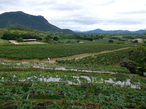 Monsoon Valley Vineyard (1)