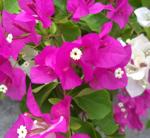Bougainvillea