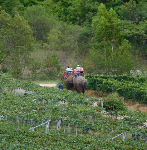 Monsoon Valley Vineyard (2)