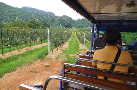 Tour of GranMonte Vineyard (3)