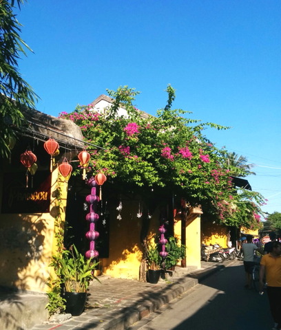 Hoi An Town_Bougainvillea_03