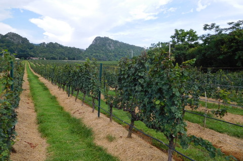 Tour of GranMonte Vineyard (1)