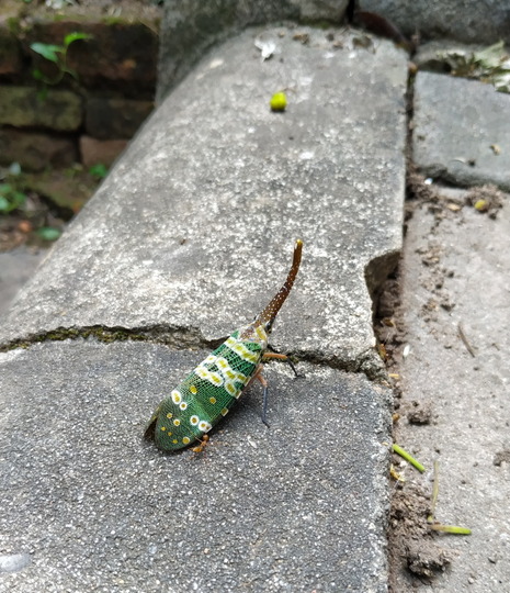 Thailand_Chiang Mai_Wat Umong_strange insect_D2-4