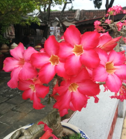 Hoi Quan Phuc Kien_06