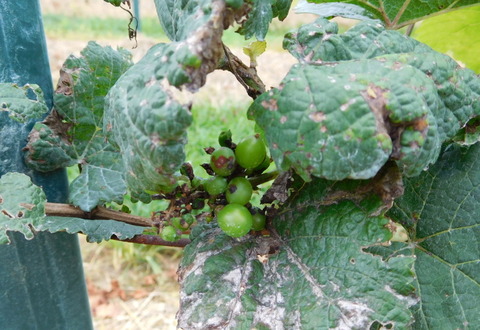 Tour of GranMonte Vineyard (2)