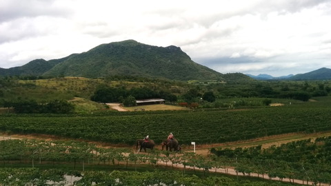 Monsoon Valley Vineyard (13)