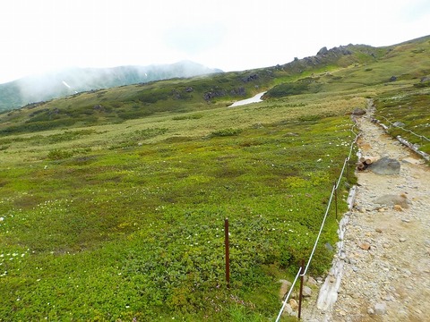 裾合平の花は・・・